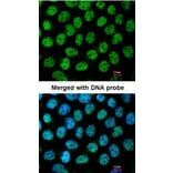 Immunofluorescence - p63 antibody from Signalway Antibody (23089) - Antibodies.com