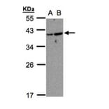 ARF7 antibody from Signalway Antibody (23152) - Antibodies.com