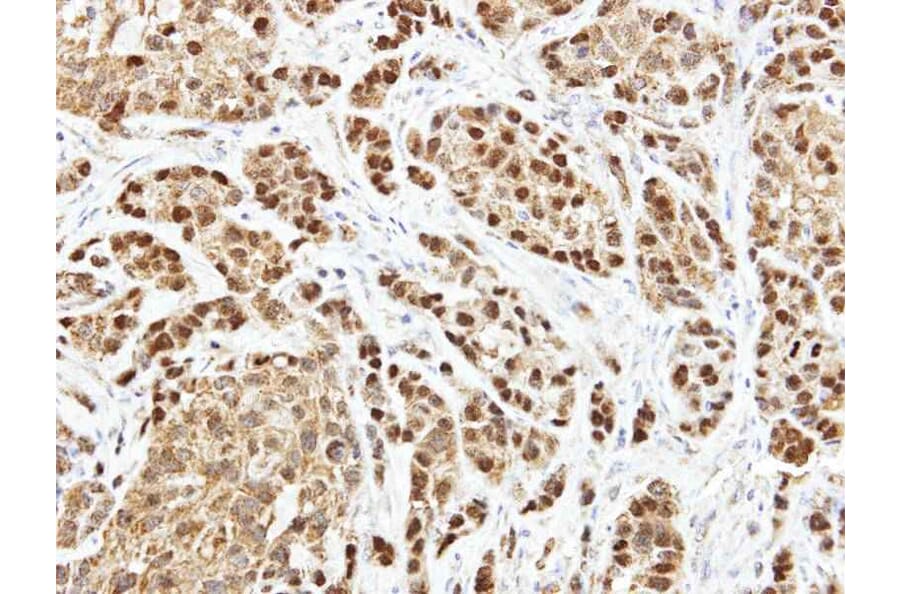Immunohistochemistry - ARF7 antibody from Signalway Antibody (23152) - Antibodies.com