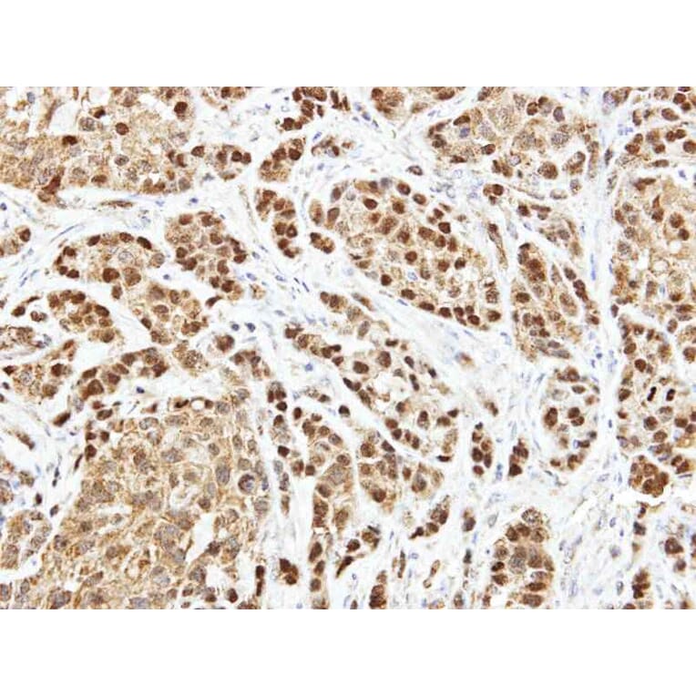 Immunohistochemistry - ARF7 antibody from Signalway Antibody (23152) - Antibodies.com