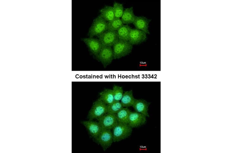Immunofluorescence - ARF7 antibody from Signalway Antibody (23152) - Antibodies.com