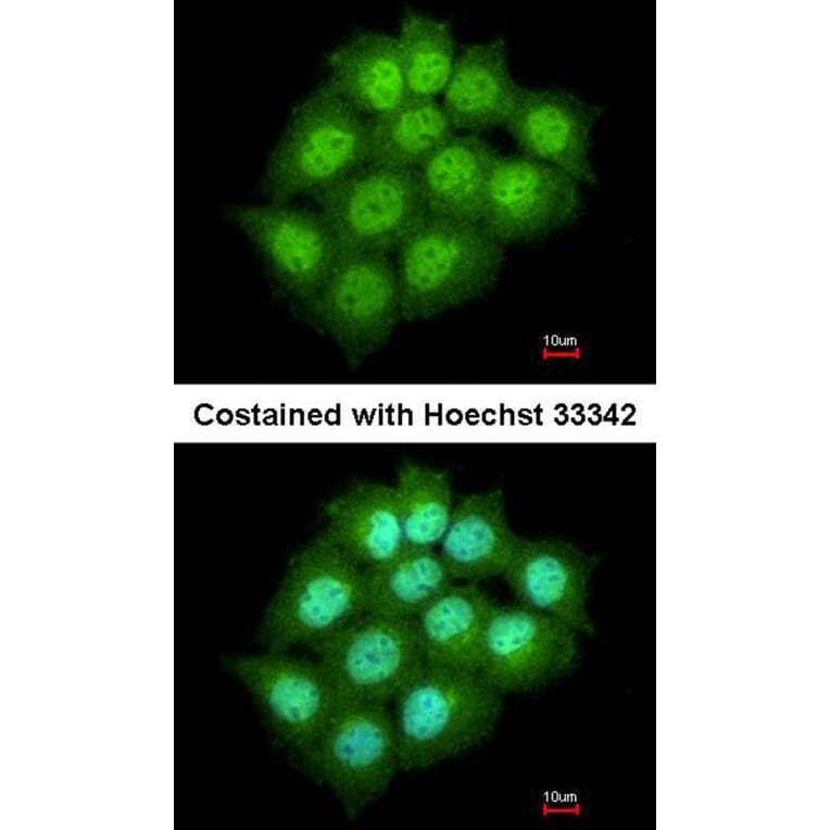 Immunofluorescence - ARF7 antibody from Signalway Antibody (23152) - Antibodies.com