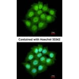 Immunofluorescence - ARF7 antibody from Signalway Antibody (23152) - Antibodies.com