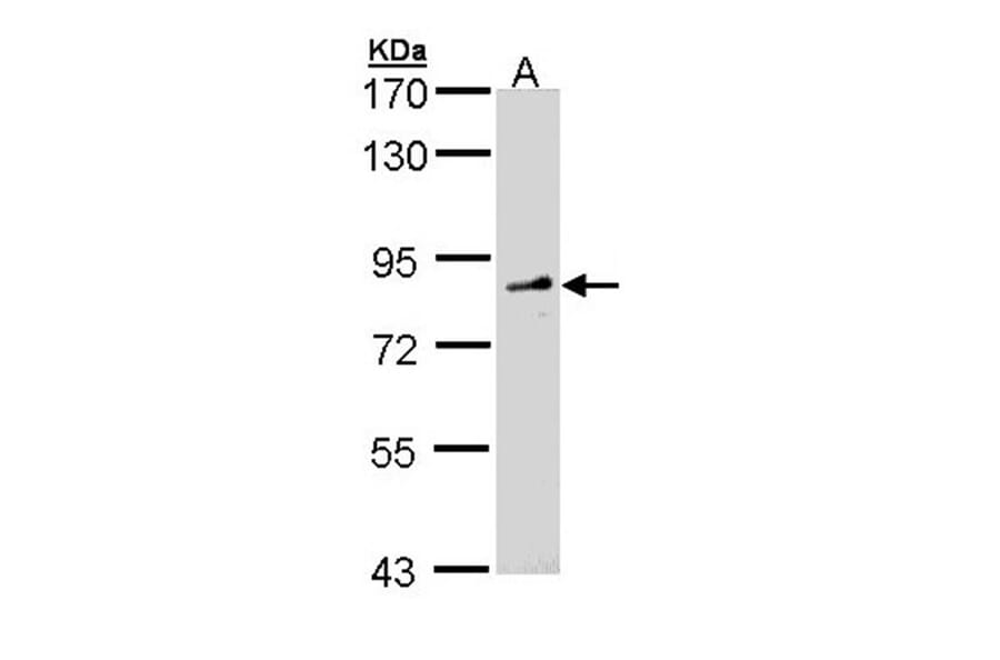 FGD4 antibody from Signalway Antibody (23166) - Antibodies.com
