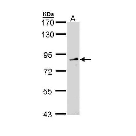 FGD4 antibody from Signalway Antibody (23166) - Antibodies.com
