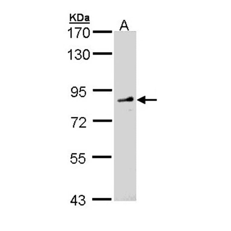 FGD4 antibody from Signalway Antibody (23166) - Antibodies.com