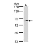 FGD4 antibody from Signalway Antibody (23166) - Antibodies.com