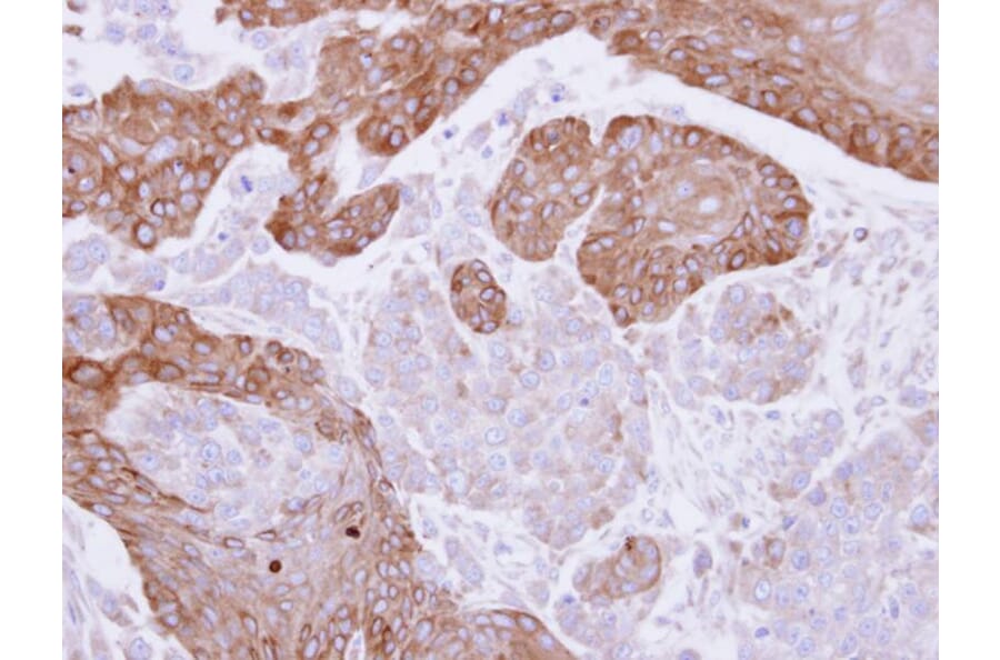 Immunohistochemistry - FGD4 antibody from Signalway Antibody (23166) - Antibodies.com