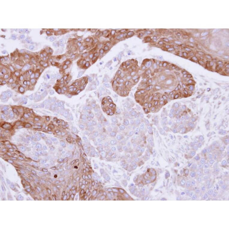 Immunohistochemistry - FGD4 antibody from Signalway Antibody (23166) - Antibodies.com
