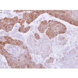 Immunohistochemistry - FGD4 antibody from Signalway Antibody (23166) - Antibodies.com