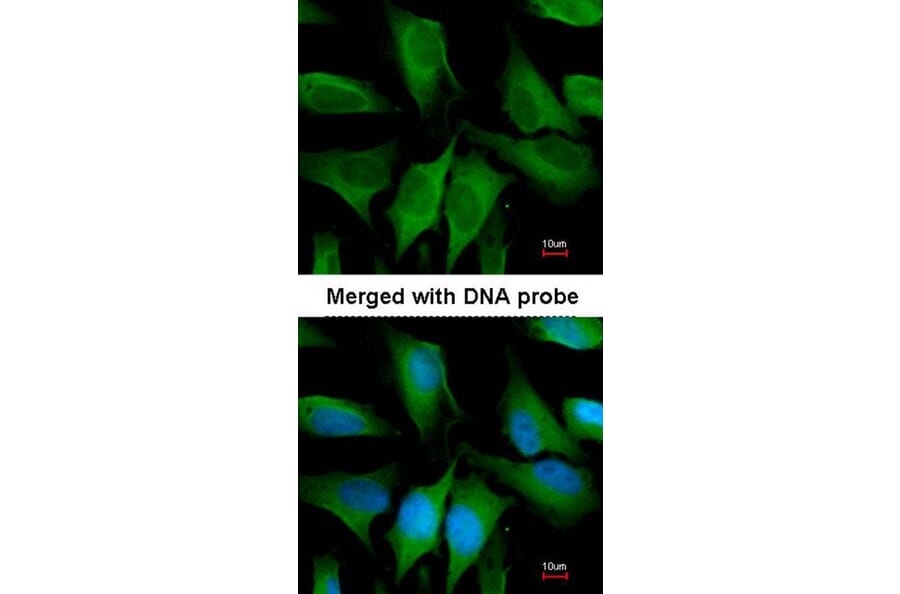 Immunofluorescence - FGD4 antibody from Signalway Antibody (23166) - Antibodies.com