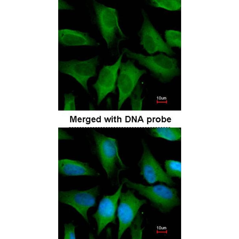 Immunofluorescence - FGD4 antibody from Signalway Antibody (23166) - Antibodies.com