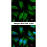 Immunofluorescence - FGD4 antibody from Signalway Antibody (23166) - Antibodies.com