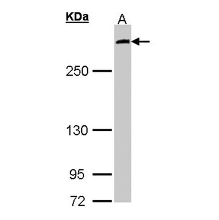 MIA3 antibody from Signalway Antibody (23183) - Antibodies.com