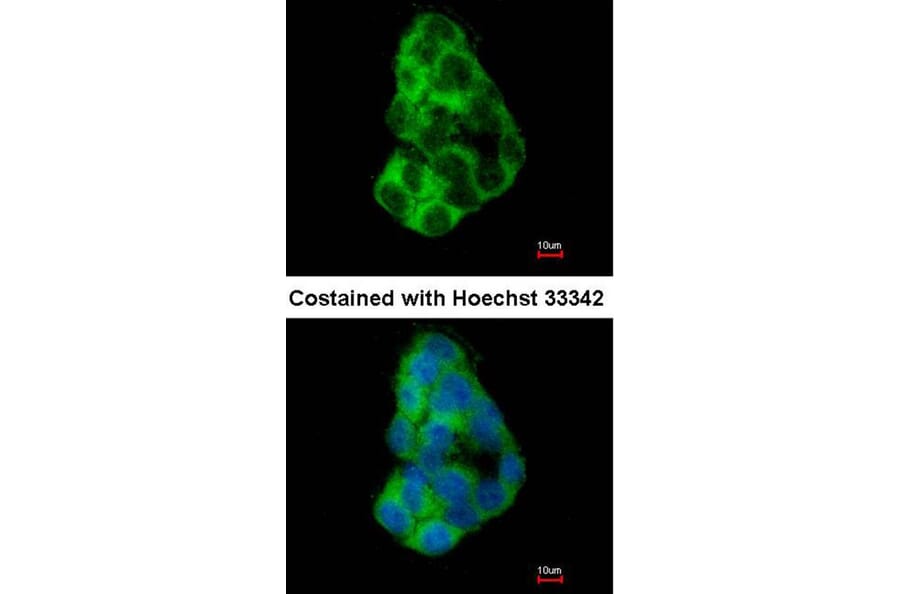 Immunofluorescence - MIA3 antibody from Signalway Antibody (23183) - Antibodies.com