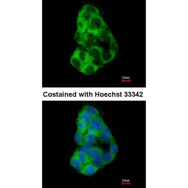 Immunofluorescence - MIA3 antibody from Signalway Antibody (23183) - Antibodies.com