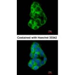 Immunofluorescence - MIA3 antibody from Signalway Antibody (23183) - Antibodies.com