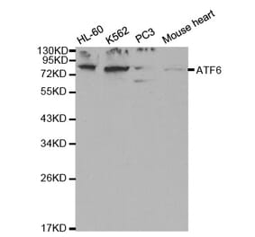 Western blot - ATF6 Antibody from Signalway Antibody (32008) - Antibodies.com