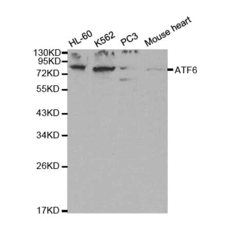 Western blot - ATF6 Antibody from Signalway Antibody (32008) - Antibodies.com