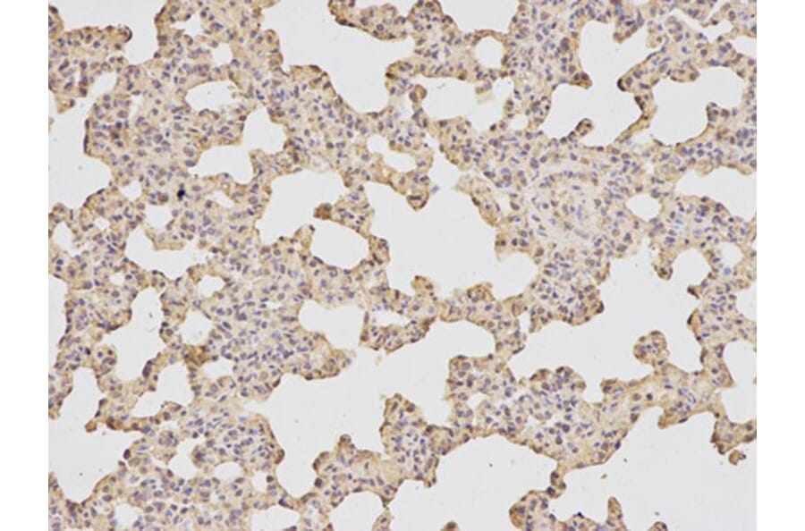 Immunohistochemistry - ATF6 Antibody from Signalway Antibody (32008) - Antibodies.com