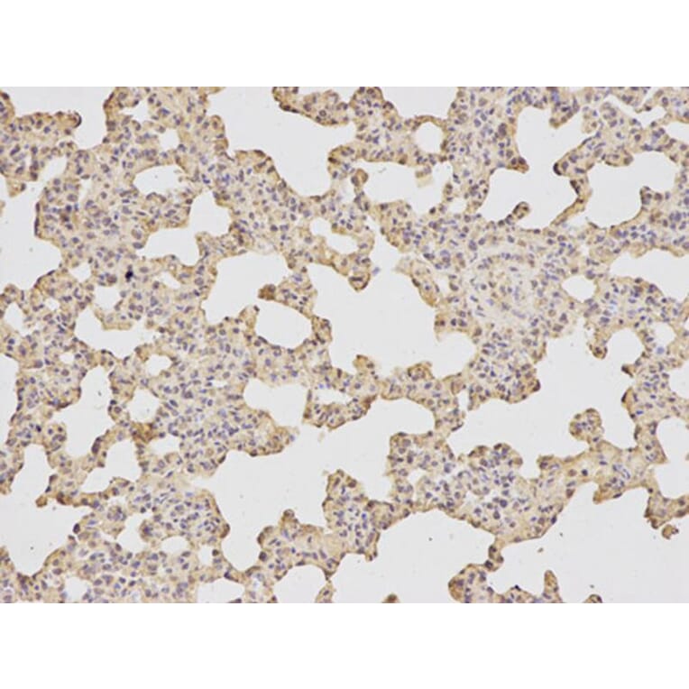 Immunohistochemistry - ATF6 Antibody from Signalway Antibody (32008) - Antibodies.com