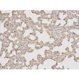 Immunohistochemistry - ATF6 Antibody from Signalway Antibody (32008) - Antibodies.com