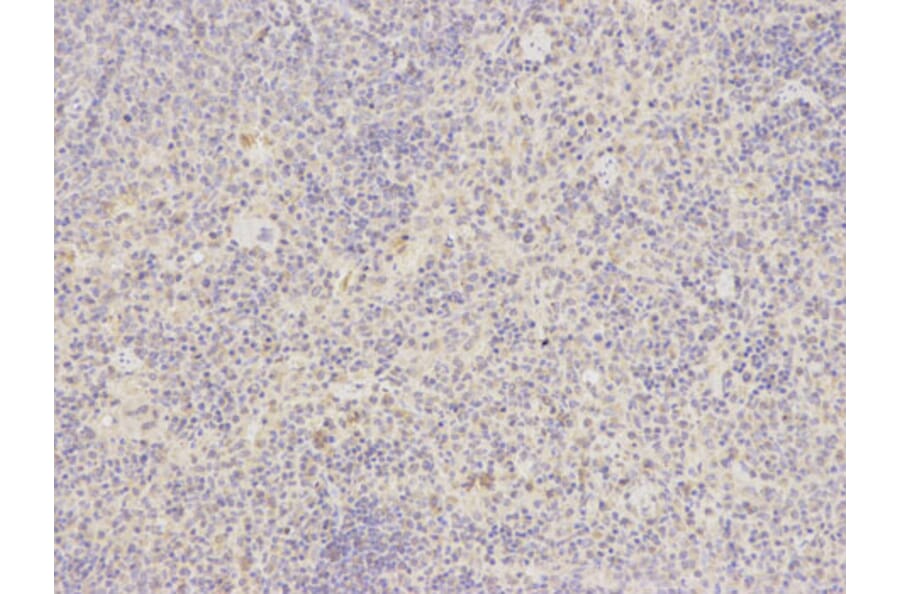 Immunohistochemistry - ATF6 Antibody from Signalway Antibody (32008) - Antibodies.com