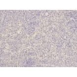 Immunohistochemistry - ATF6 Antibody from Signalway Antibody (32008) - Antibodies.com