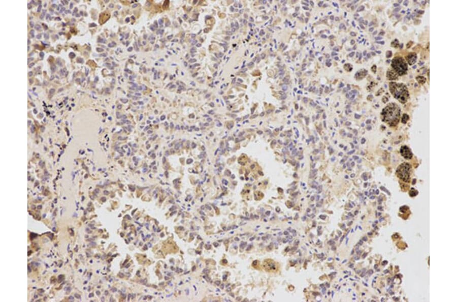 Immunohistochemistry - ATF6 Antibody from Signalway Antibody (32008) - Antibodies.com