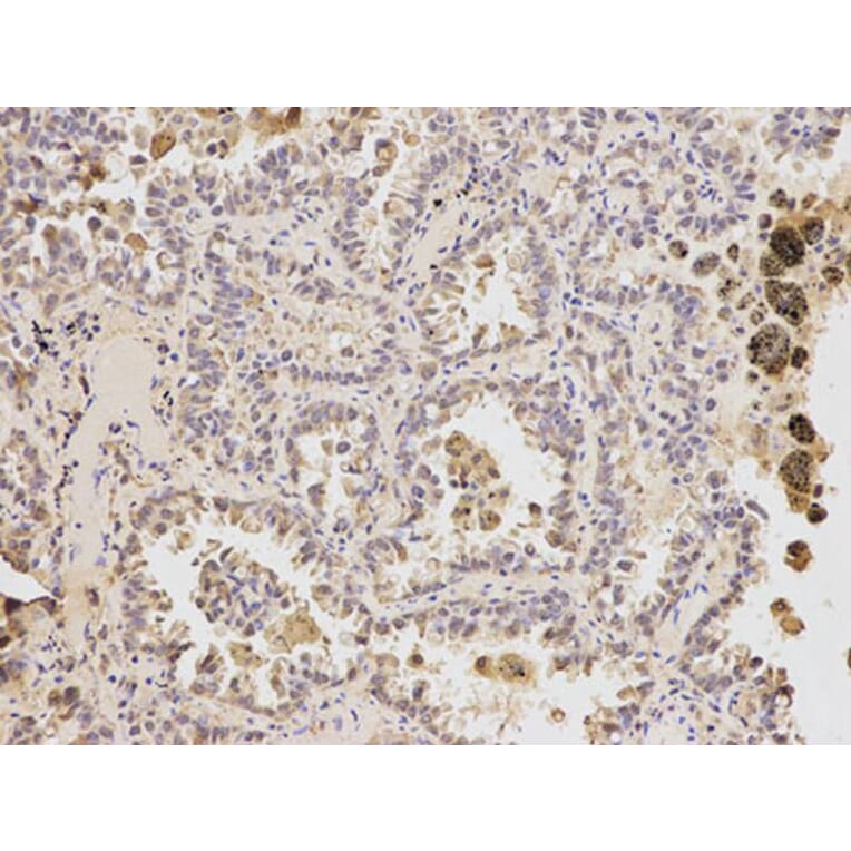 Immunohistochemistry - ATF6 Antibody from Signalway Antibody (32008) - Antibodies.com
