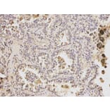 Immunohistochemistry - ATF6 Antibody from Signalway Antibody (32008) - Antibodies.com