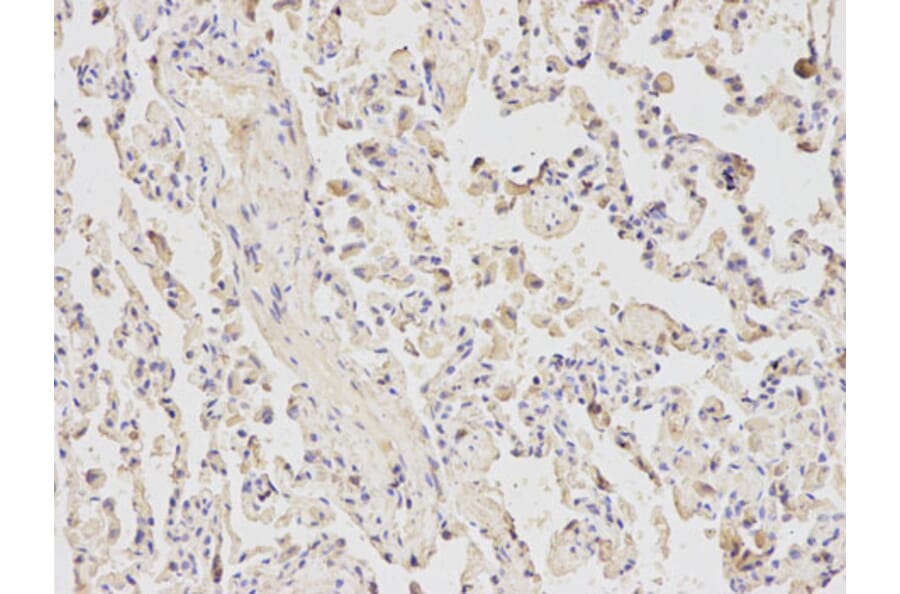 Immunohistochemistry - ATF6 Antibody from Signalway Antibody (32008) - Antibodies.com