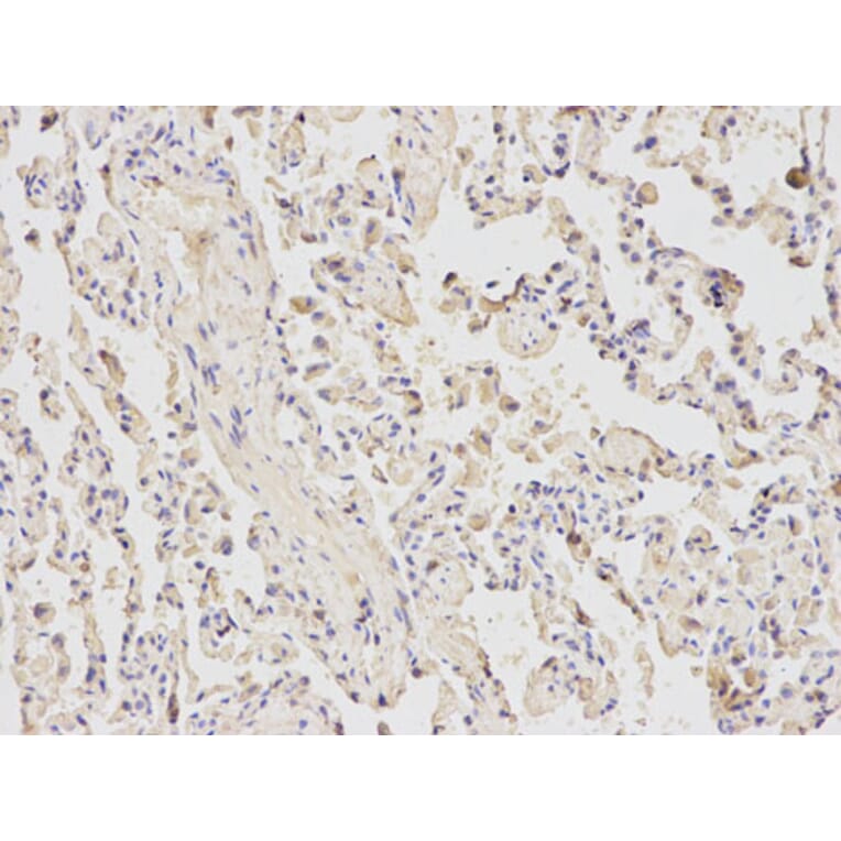 Immunohistochemistry - ATF6 Antibody from Signalway Antibody (32008) - Antibodies.com