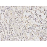 Immunohistochemistry - ATF6 Antibody from Signalway Antibody (32008) - Antibodies.com
