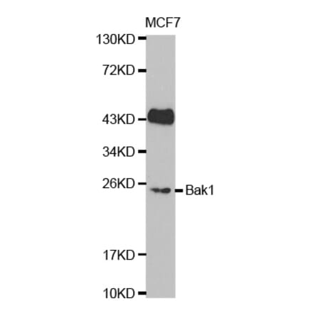 Western blot - BAK1 Antibody from Signalway Antibody (32009) - Antibodies.com