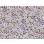 Immunohistochemistry - BCL2 Antibody from Signalway Antibody (32012) - Antibodies.com