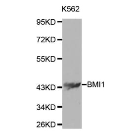 Western blot - BMI1 Antibody from Signalway Antibody (32015) - Antibodies.com