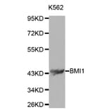 Western blot - BMI1 Antibody from Signalway Antibody (32015) - Antibodies.com