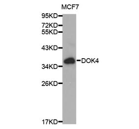 Western blot - DOK4 Antibody from Signalway Antibody (32025) - Antibodies.com