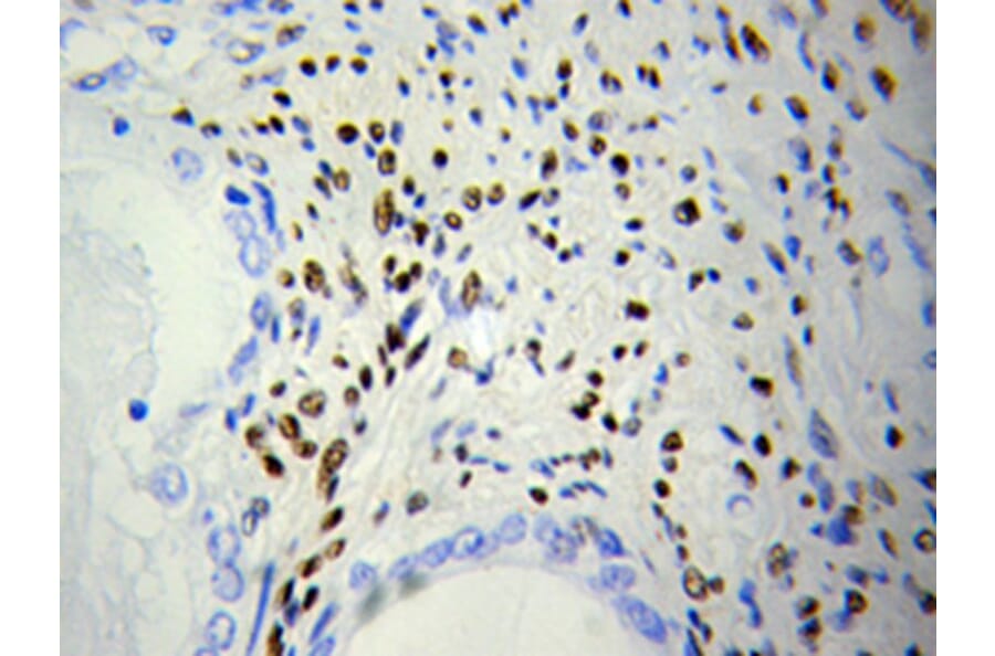 Immunohistochemistry - DOK4 Antibody from Signalway Antibody (32025) - Antibodies.com