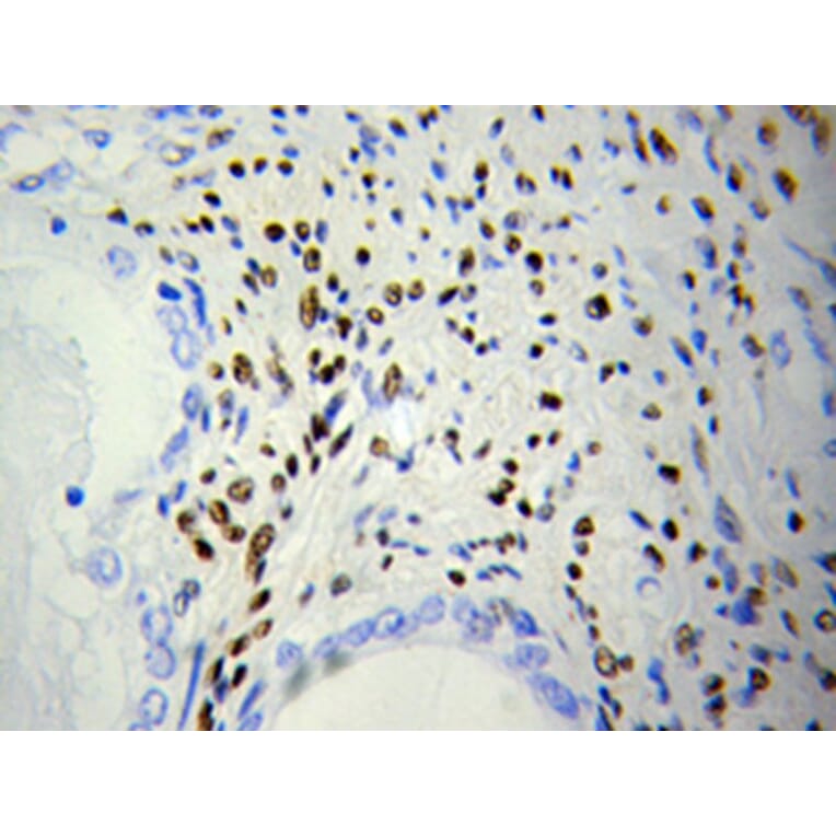 Immunohistochemistry - DOK4 Antibody from Signalway Antibody (32025) - Antibodies.com