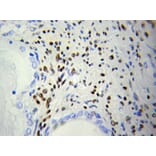 Immunohistochemistry - DOK4 Antibody from Signalway Antibody (32025) - Antibodies.com