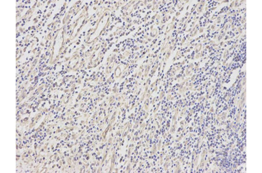 Immunohistochemistry - DOK4 Antibody from Signalway Antibody (32025) - Antibodies.com