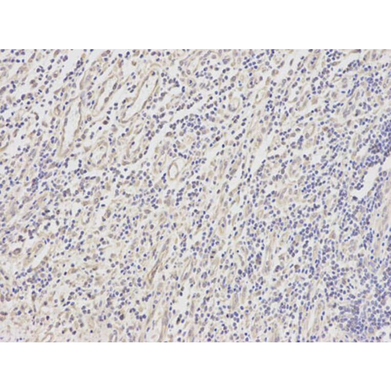 Immunohistochemistry - DOK4 Antibody from Signalway Antibody (32025) - Antibodies.com