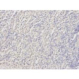 Immunohistochemistry - DOK4 Antibody from Signalway Antibody (32025) - Antibodies.com