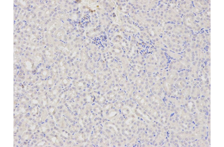 Immunohistochemistry - DOK4 Antibody from Signalway Antibody (32025) - Antibodies.com