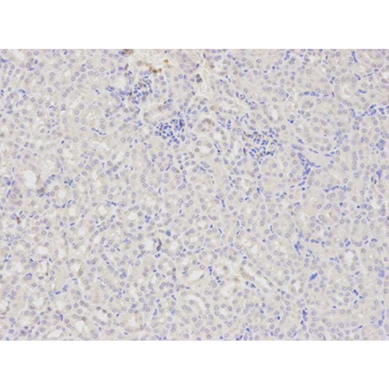 Immunohistochemistry - DOK4 Antibody from Signalway Antibody (32025) - Antibodies.com