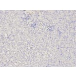 Immunohistochemistry - DOK4 Antibody from Signalway Antibody (32025) - Antibodies.com