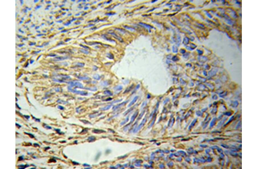 Immunohistochemistry - GFAP Antibody from Signalway Antibody (32033) - Antibodies.com