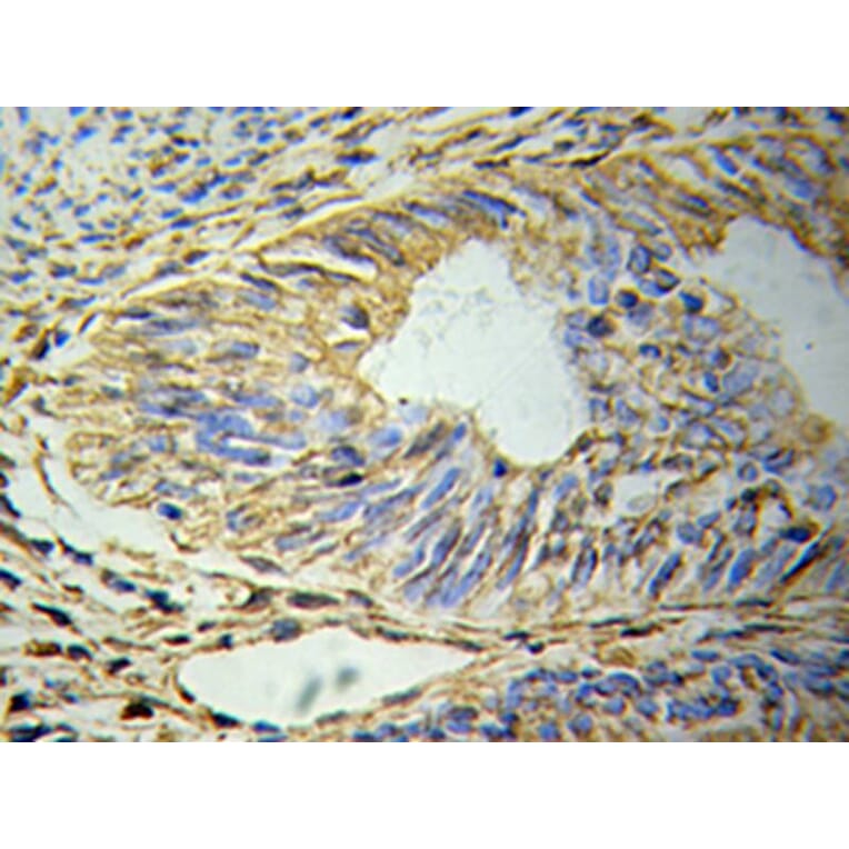 Immunohistochemistry - GFAP Antibody from Signalway Antibody (32033) - Antibodies.com